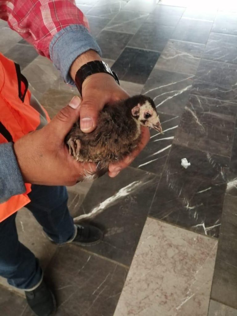 Rescatan a bebé guajolote en el Metro Pantitlán