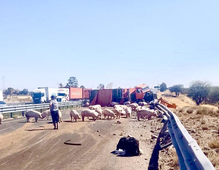 Vuelca camión cargado de cerdos en Celaya
