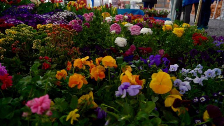 Inicia la Feria de la Candelaria 2025 en San Miguel de Allende