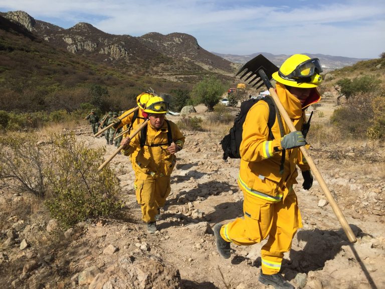 Brigada Forestal de Guanajuato, guardián que combate el fuego y protege la biodiversidad