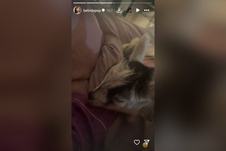Presume Belinda “exótica” mascota en redes sociales