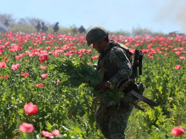 Destruyen plantíos de amapola y marihuana equivalentes a 3.4 veces el Zócalo CDMX