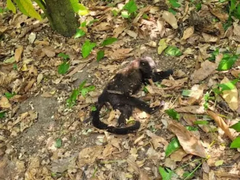 Caen muertos monos saraguato desde lo alto de los árboles por golpes de calor