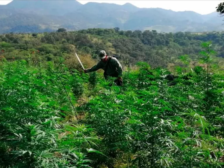 Defensa asegura armas y erradica plantíos de droga en 8 estados del país