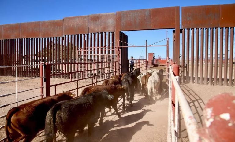 EU cierra frontera al ganado mexicano por gusano barrenador