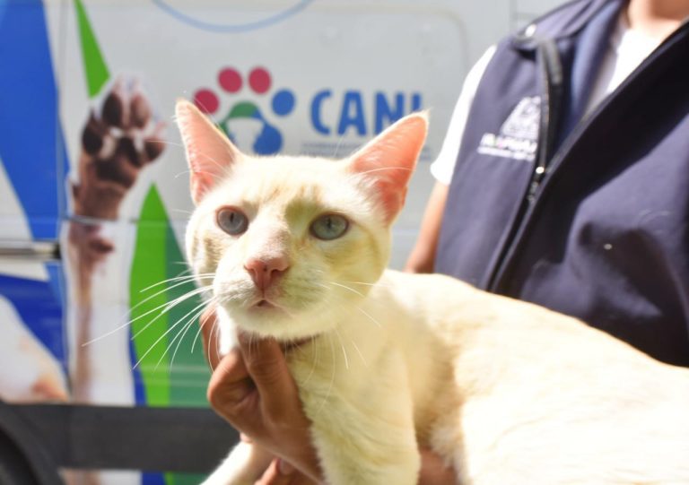 Tiene CANI adopción de mascotas permanente