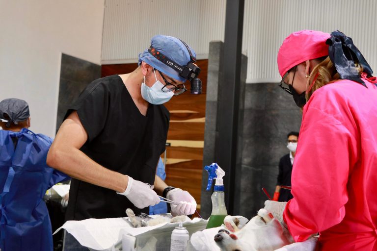 Realizan con éxito campaña masiva de esterilización de mascotas