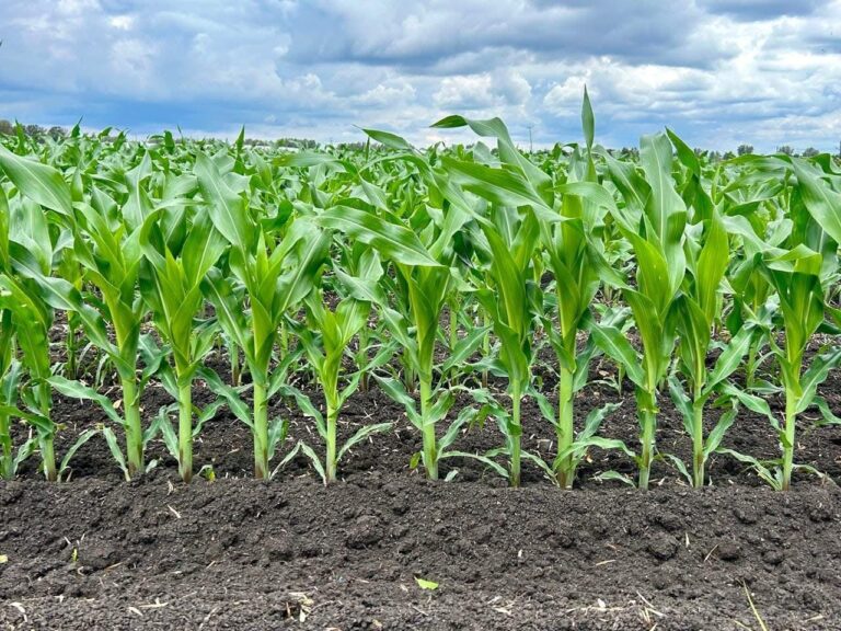 Lluvias dan aliento a productores guanajuatenses