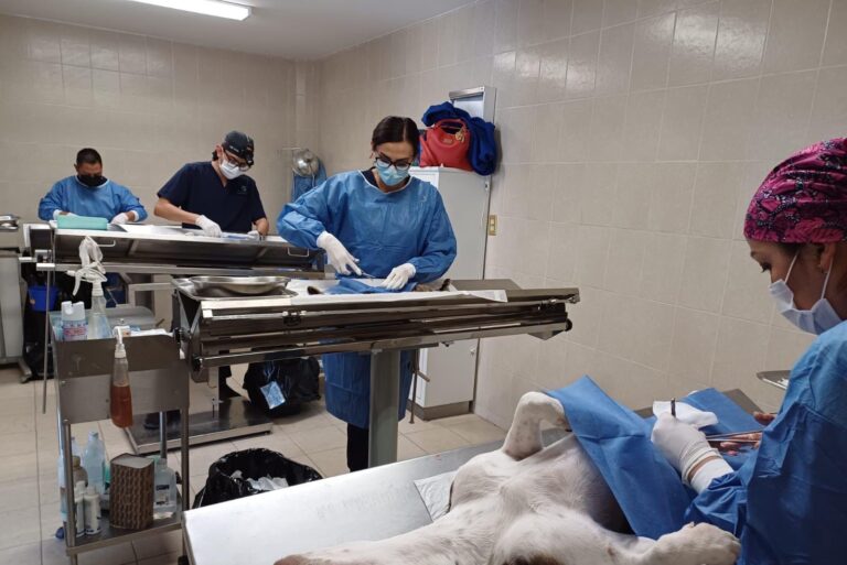 SSG esteriliza a más de 4 mil perros y gatos entre 6 municipios