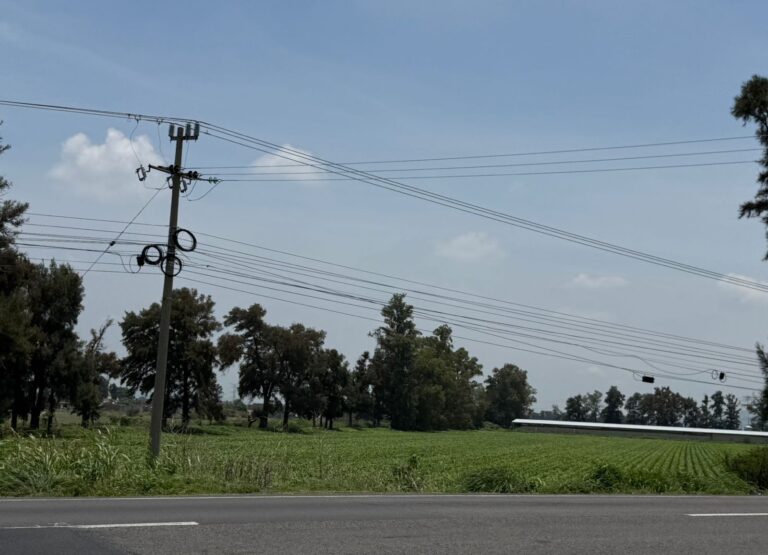 Lluvia no ha afectado cultivos en Irapuato