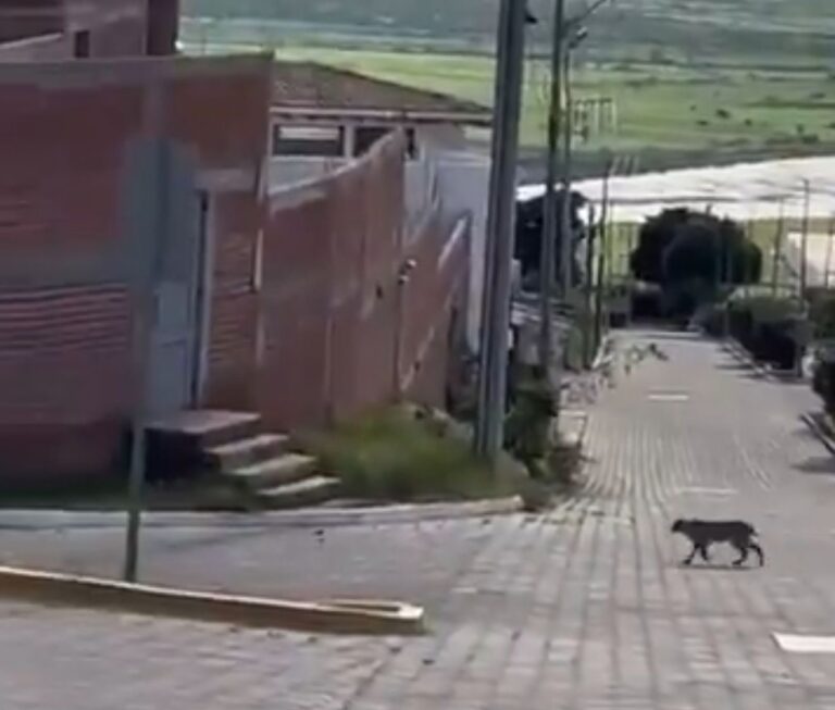 Captan a lince paseando por Villas de Irapuato