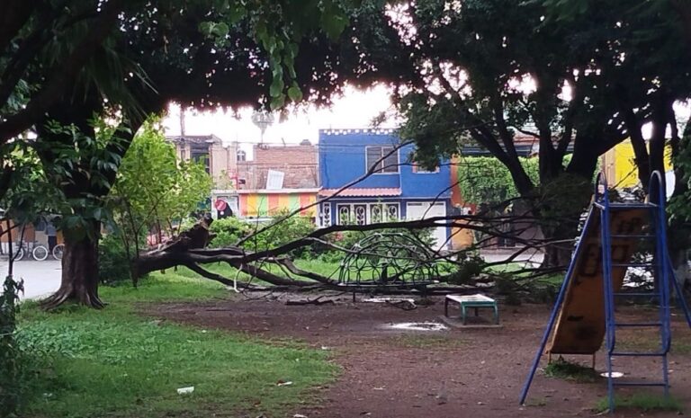 Lluvia y granizo provocan caída de árboles en Irapuato; no hay lesionados