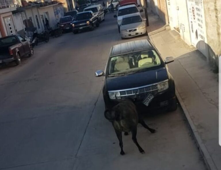 Pánico en San Felipe por toros sueltos: dos fueron sacrificados