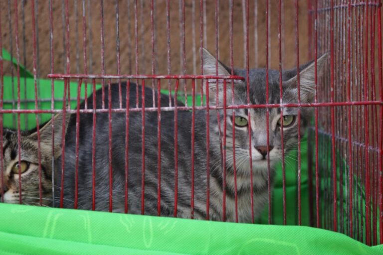 Implementan en Irapuato Reglamento para la Tenencia y Protección de Animales