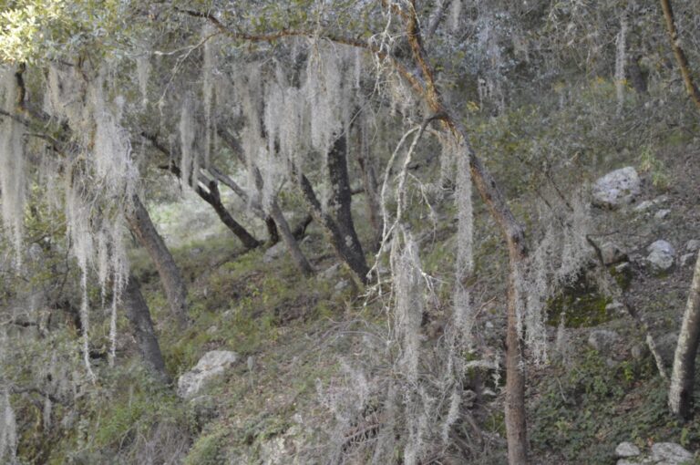 PAOT invita a evitar el uso de musgo y heno en temporada navideña