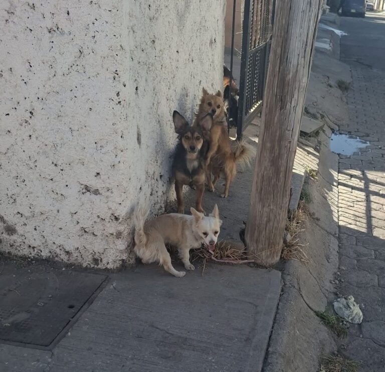 Preocupa al CANI existencia de más de 100 mil perros abandonados en la calle