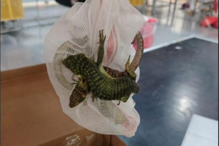 Rescatan ejemplares de caimán y ‘dragoncitos azules’ en aeropuerto de Querétaro