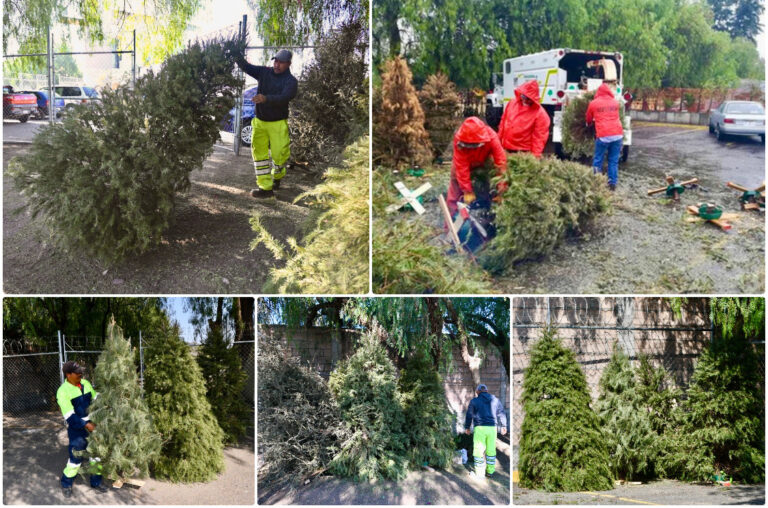INVITAN A PARTICIPAR EN CAMPAÑA DE ACOPIO DE ÁRBOLES NAVIDEÑOS NATURALES
