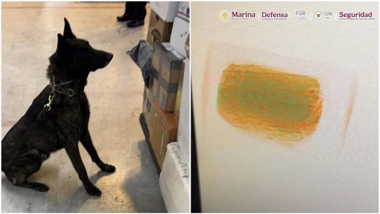 ‘Néstor’, perrito de la Semar, halla fentanilo con valor de 20 mdd en el AICM