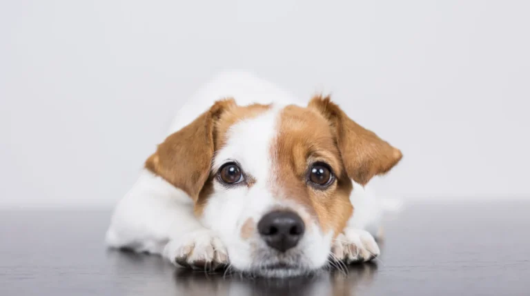 Condena Gobierno de San Miguel de Allende asesinato de perrito