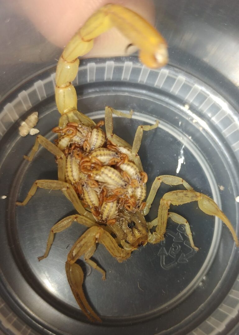 Disminuyen picaduras de alacrán en Guanajuato