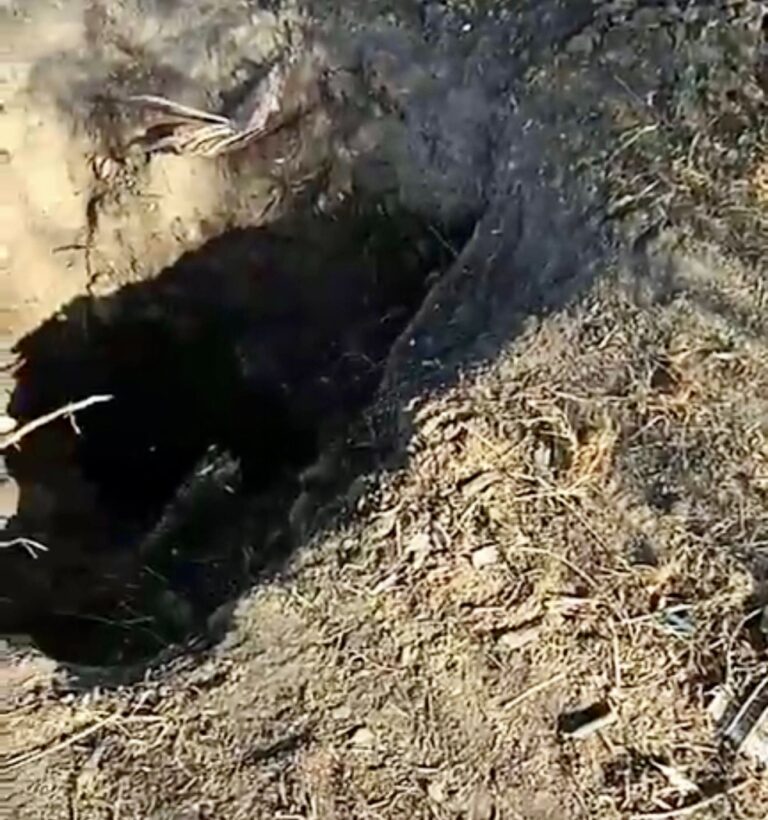 Colectivo Hasta Encontrarte encuentra restos humanos en comunidad de Irapuato