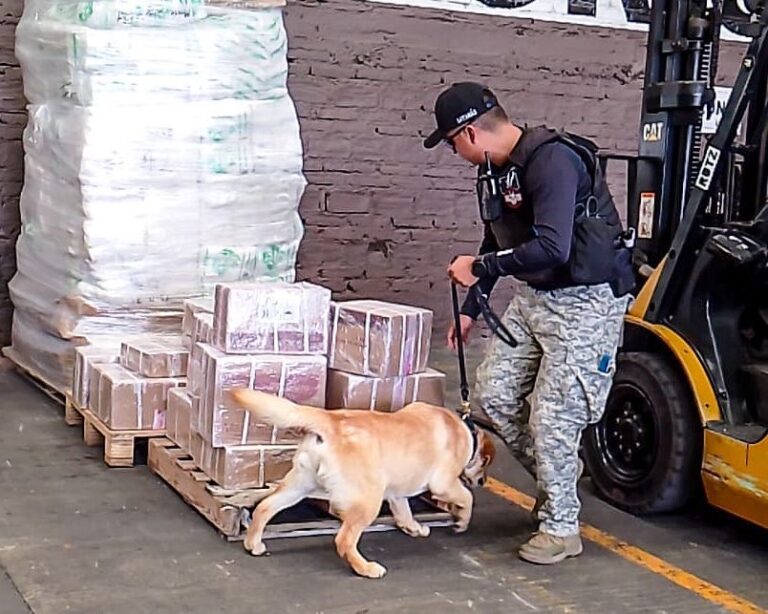 Unidad K9 de la policía de Irapuato participa en operativo en paquetería y detienen a sujeto con presunta droga