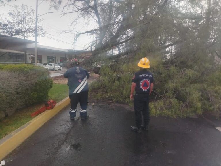 Se desploma árbol en Gómez Morín