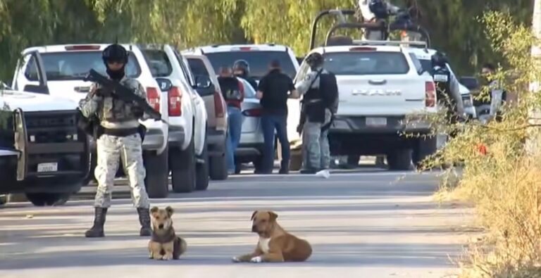 Autoridades federales realizan operativo en Santa Rosa de Lima