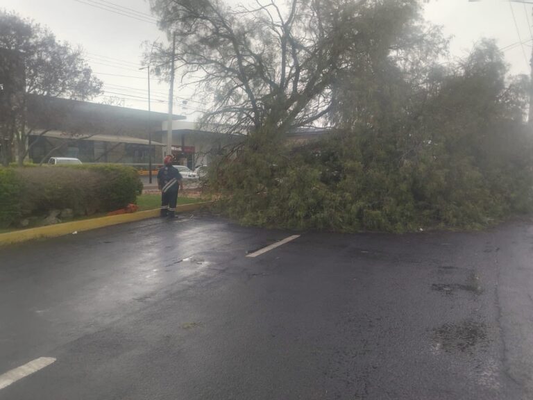 Autoridades municipales detectan árboles que puedan representar peligro