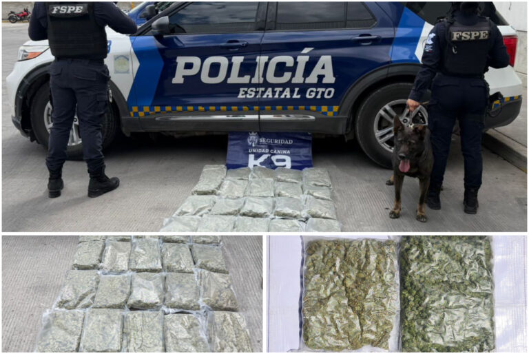 Asegura Unidad Canina K9 más de 13 mil dosis de presunta marihuana en paqueterías de Irapuato y León