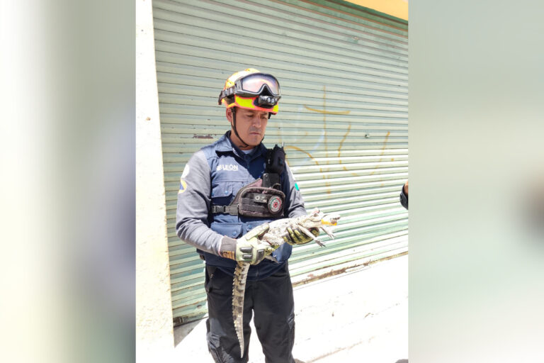 Localizan cocodrilo en techo de casa en León