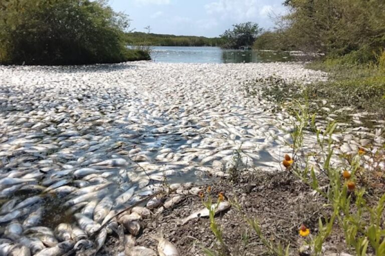 Mezcla de agua dulce con salada mató a miles de peces en Tamaulipas y Veracruz