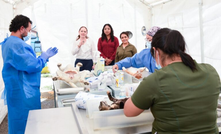 Realizarán jornadas gratuitas de esterilización en comunidades de Villagrán