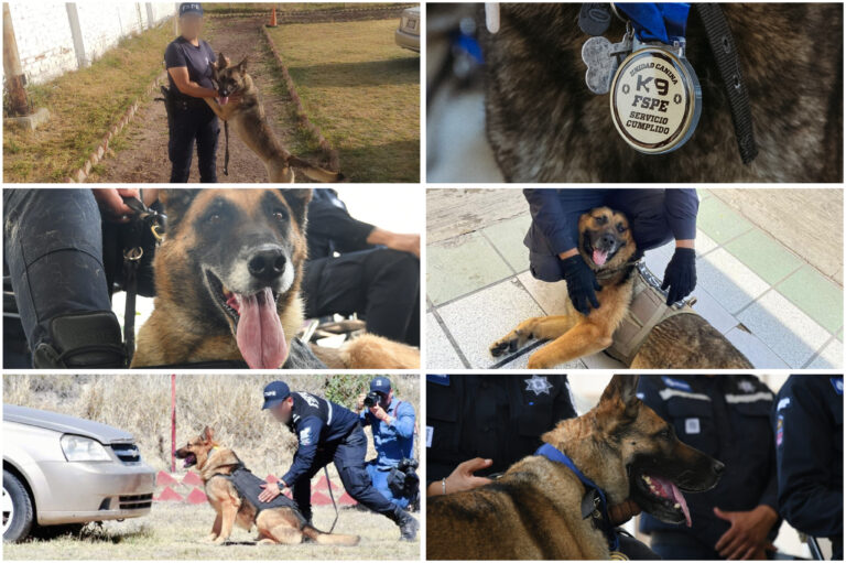 Elementos caninos de la Unidad K9 comienzan una nueva vida junto a sus manejadores
