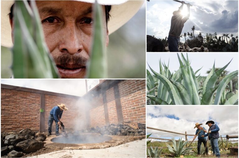 Guanajuato suma 4 municipios más a la Denominación de Origen Mezcal otorgada por el IMPI