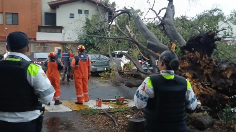 Alertan por caída de árboles durante temporada de lluvias en Irapuato