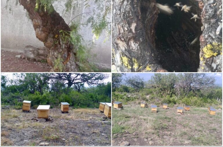 PROTEGE MAURICIO ESTEFANÍA A 260 ESTUDIANTES DE LA ESCUELA REVOLUCIÓN Y LOGRA REUBICACIÓN ECOLÓGICA DE ABEJAS