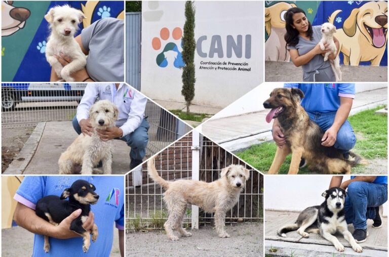 IRAPUATO PROMUEVE LA ADOPCIÓN RESPONSABLE DE MASCOTAS A TRAVÉS DEL CANI