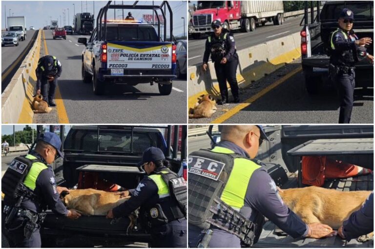 Una vez más, la carretera Silao–Guanajuato es escenario de una historia que duele.