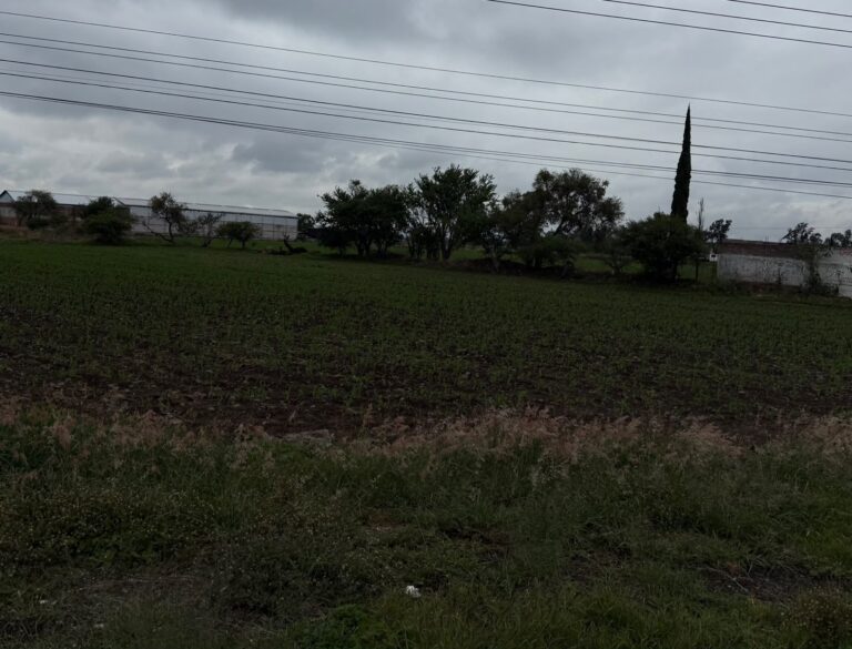 Alza en fertilizantes y diésel amenaza la siembra de maíz en Guanajuato