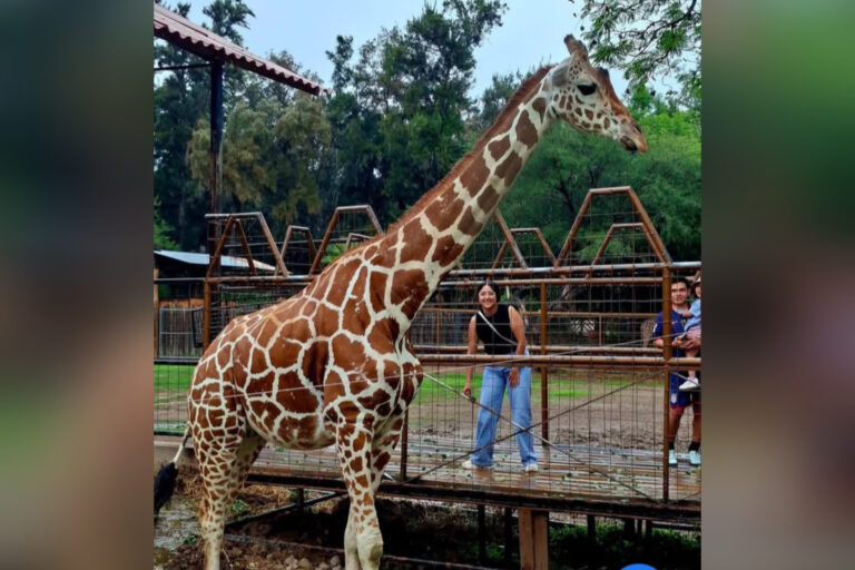 Muere jirafa en el Zoológico de León; institución investiga las causas