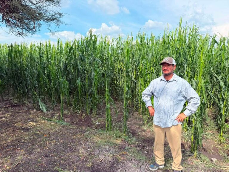 Piden activar Seguro Catastrófico tras pérdida de 10 mil hectáreas en Pénjamo