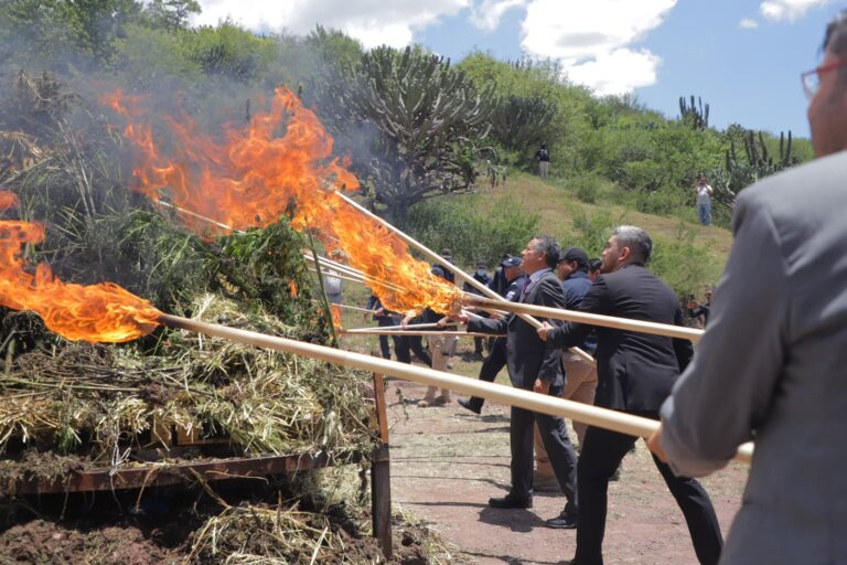 Destruyen más de 2 toneladas de cannabis aseguradas en Romita