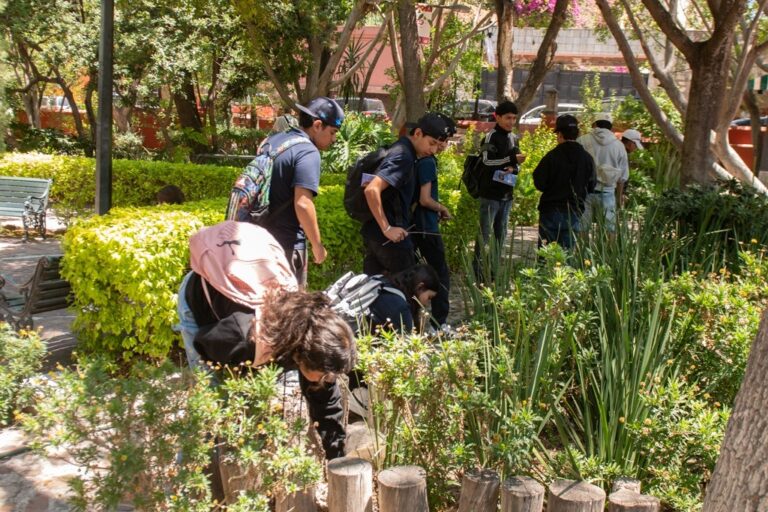 Apuesta gobierno sanmiguelense por conservación para renovar arbolado del Parque Juárez