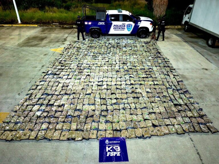Perro K9 de FSPE detecta más de media tonelada de marihuana en paquetería de León