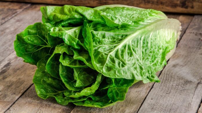 lechuga-kSlD--1248x698@abc