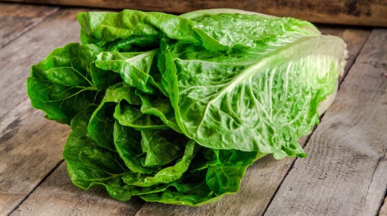 Descartan evidencia de contaminación por Cyclospora en planta de Taylor Farms Guanajuato