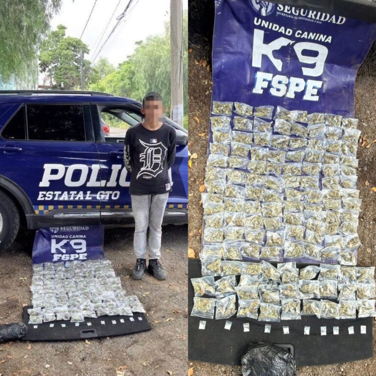 Binomio canino Evetke detecta más de mil 200 dosis de  marihuana en León
