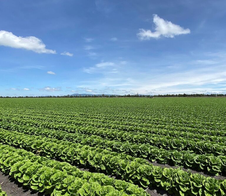 Guanajuato fortalece acciones de inocuidad en el campo